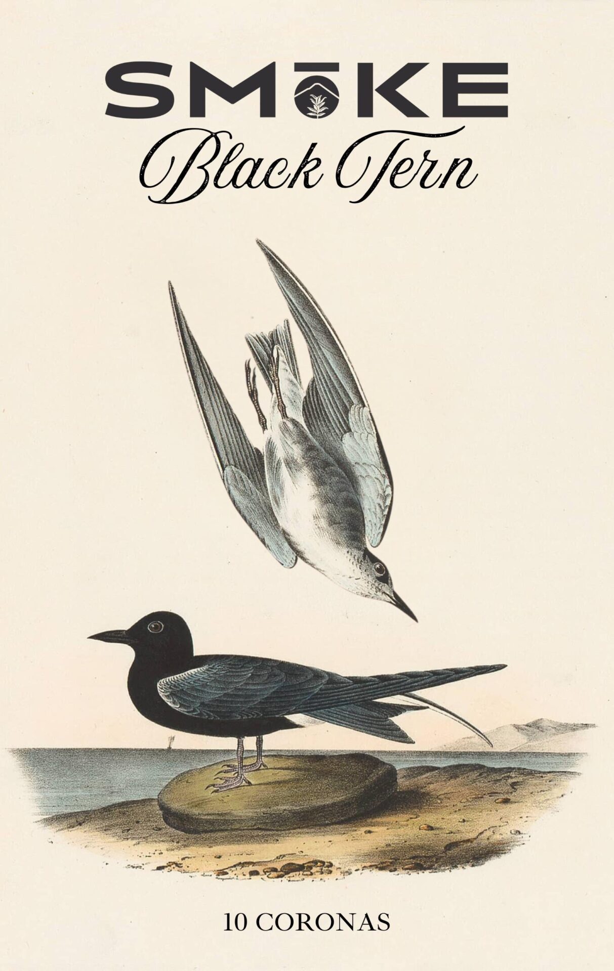 Black Tern bird